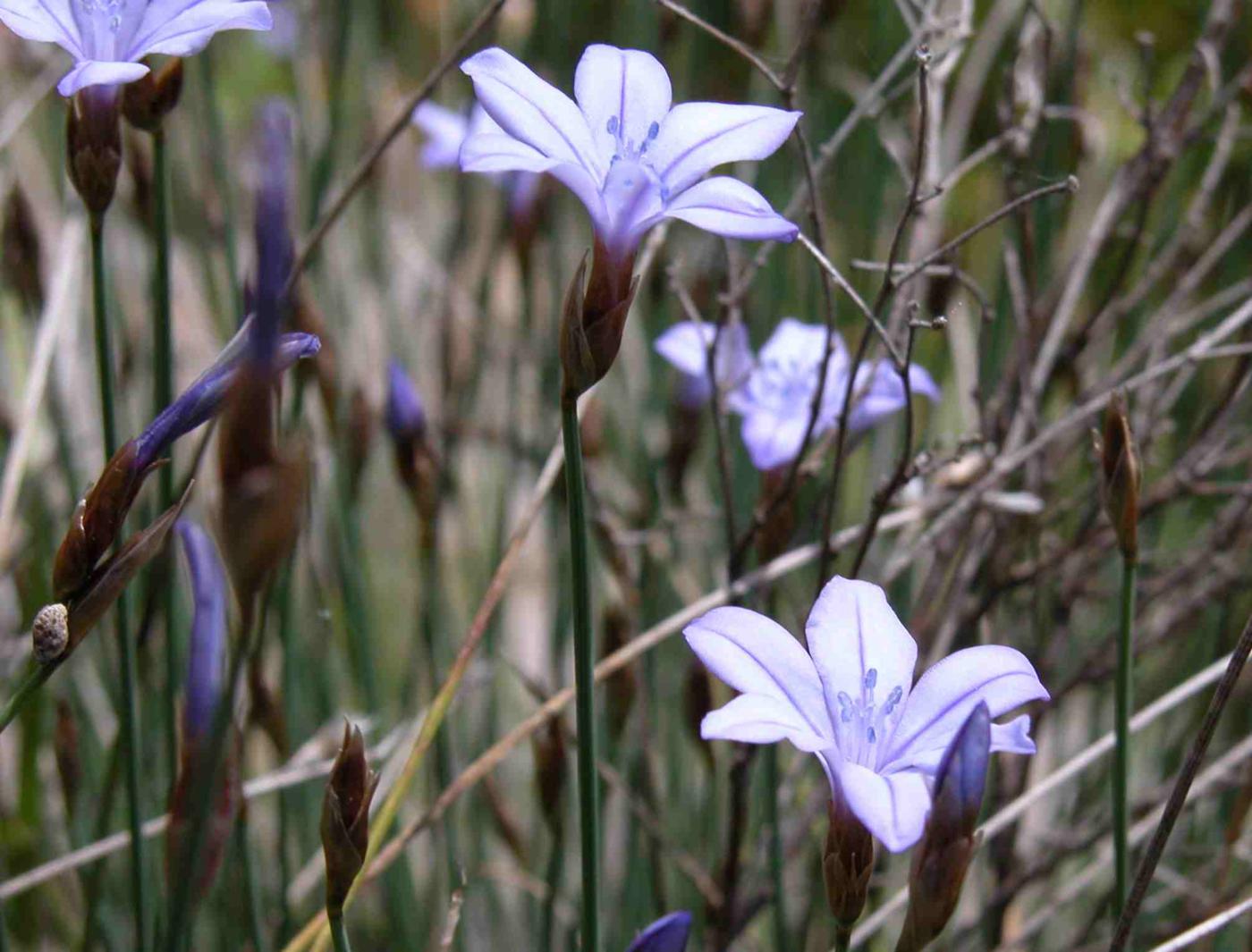 Blue Grass-Lily flower